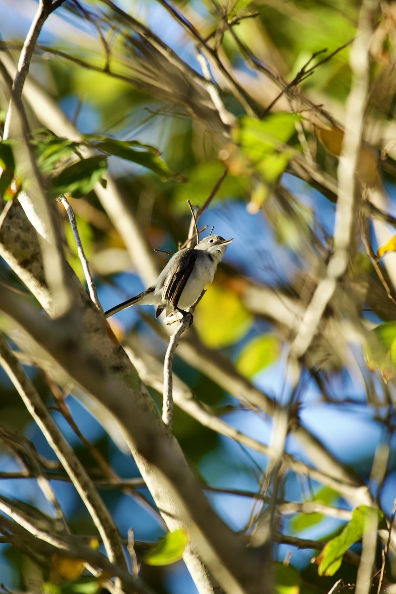 ברחשית כחלחלה - ML646473915