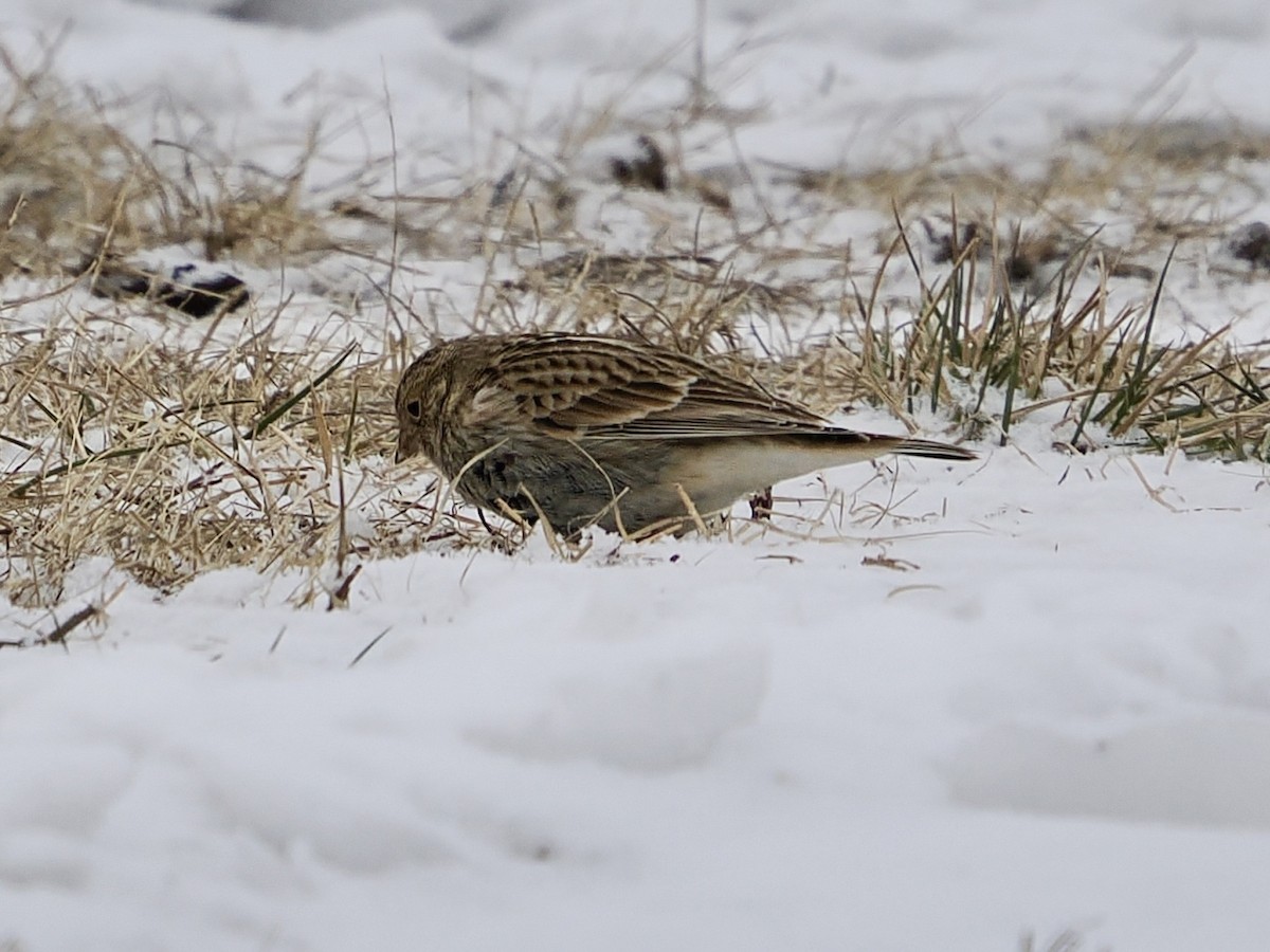 アカエリツメナガホオジロ - ML646473920