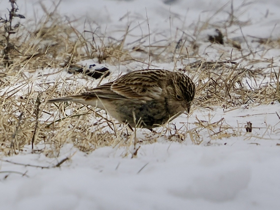 アカエリツメナガホオジロ - ML646473921