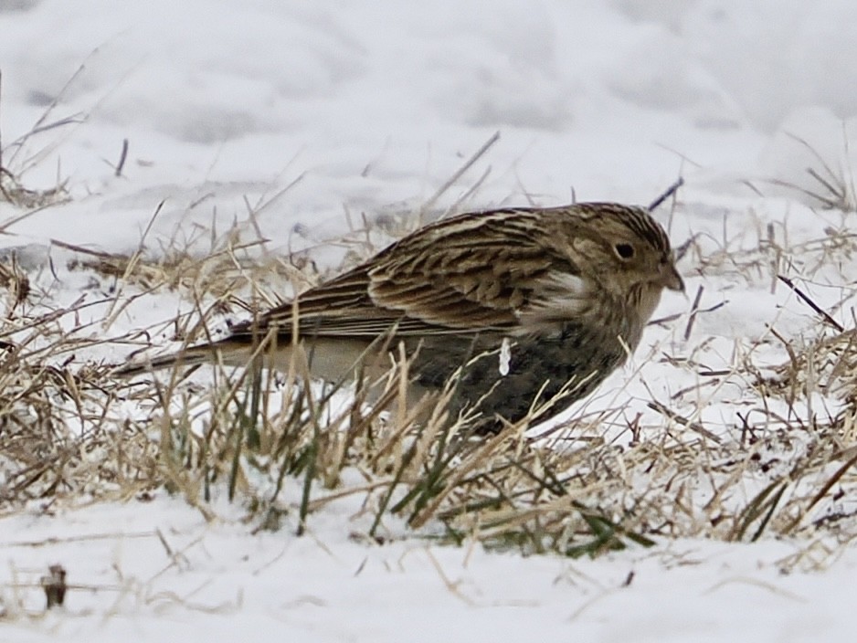 アカエリツメナガホオジロ - ML646473923