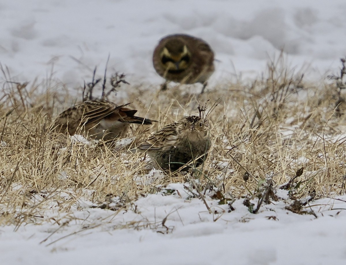 アカエリツメナガホオジロ - ML646473925