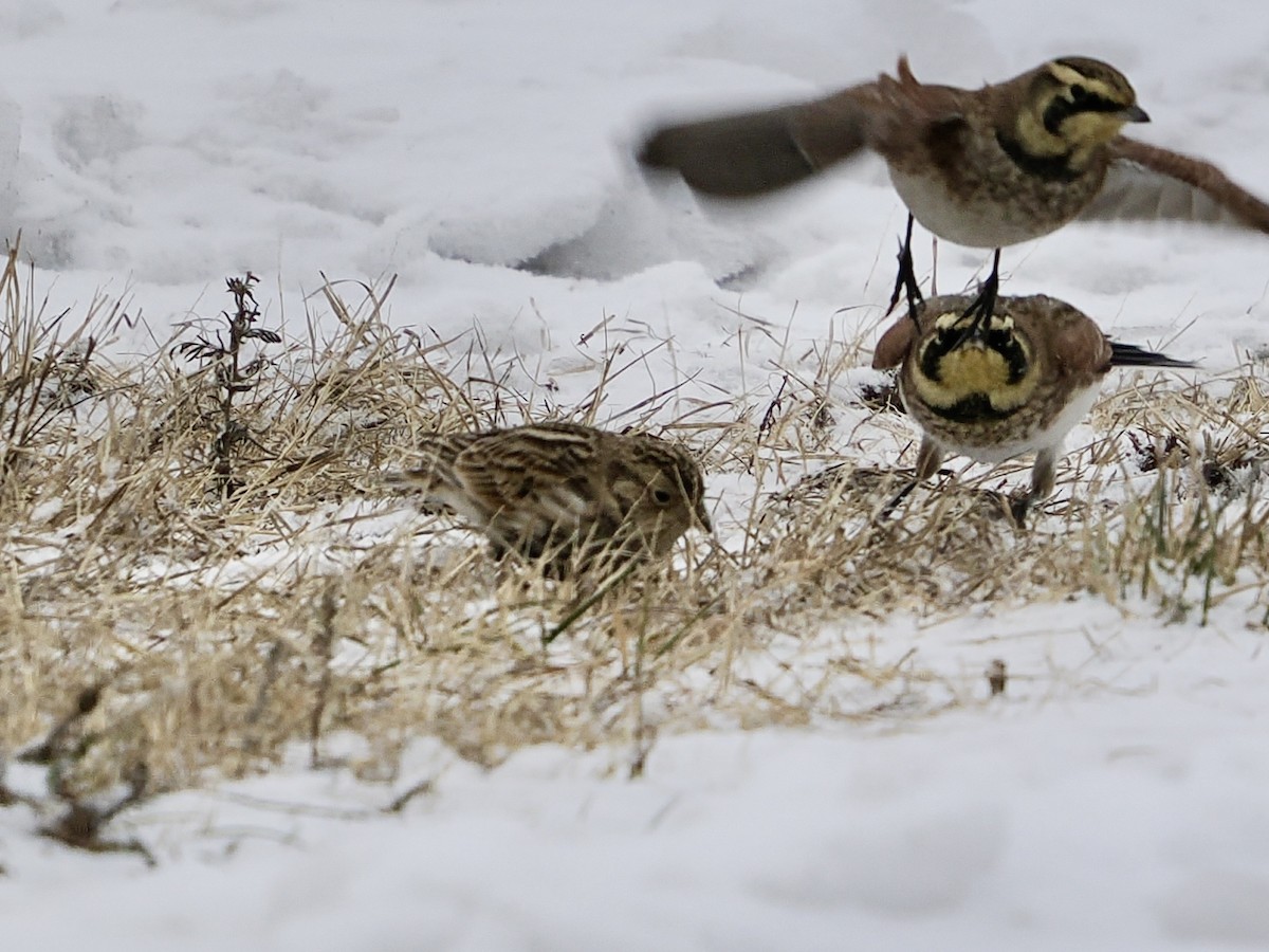 アカエリツメナガホオジロ - ML646473926
