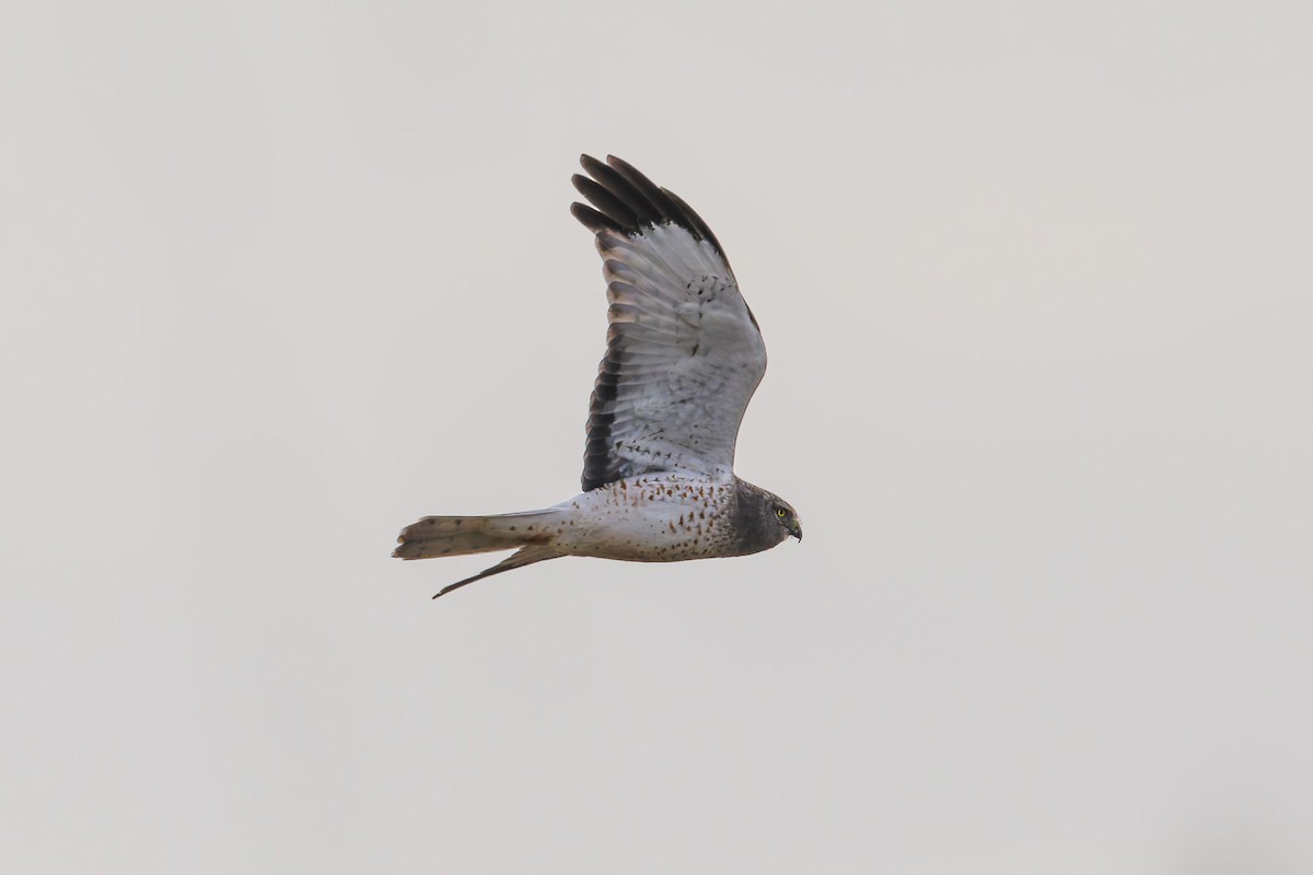 Northern Harrier - ML646473935