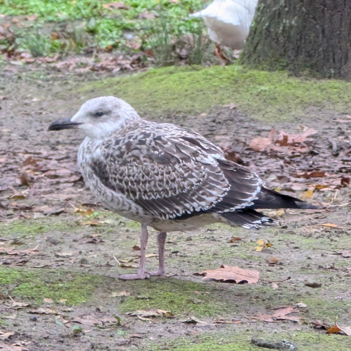 Goéland leucophée - ML646473939