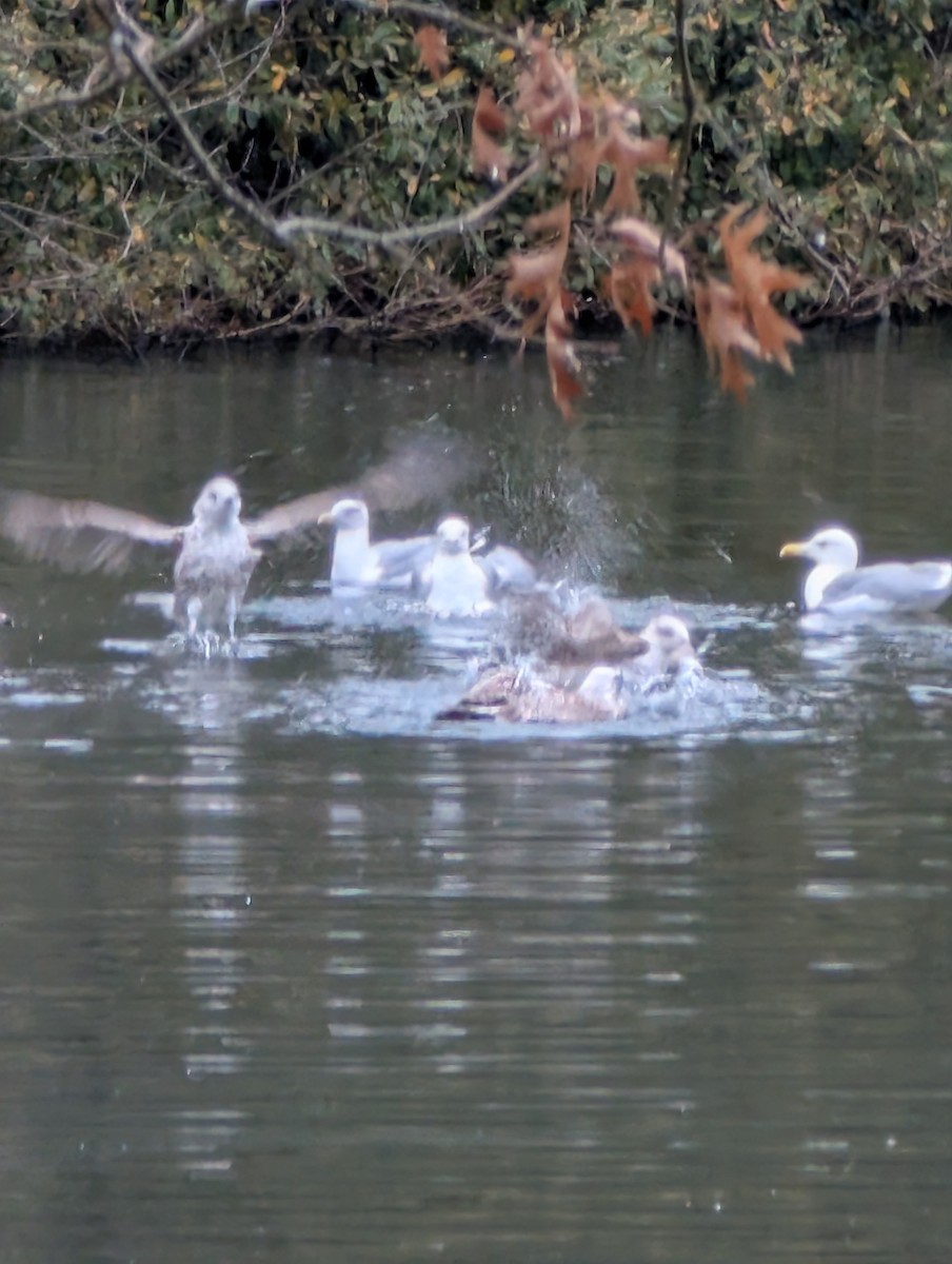 Goéland leucophée - ML646473940