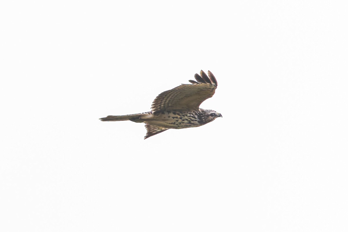 Red-shouldered Hawk - ML646473943