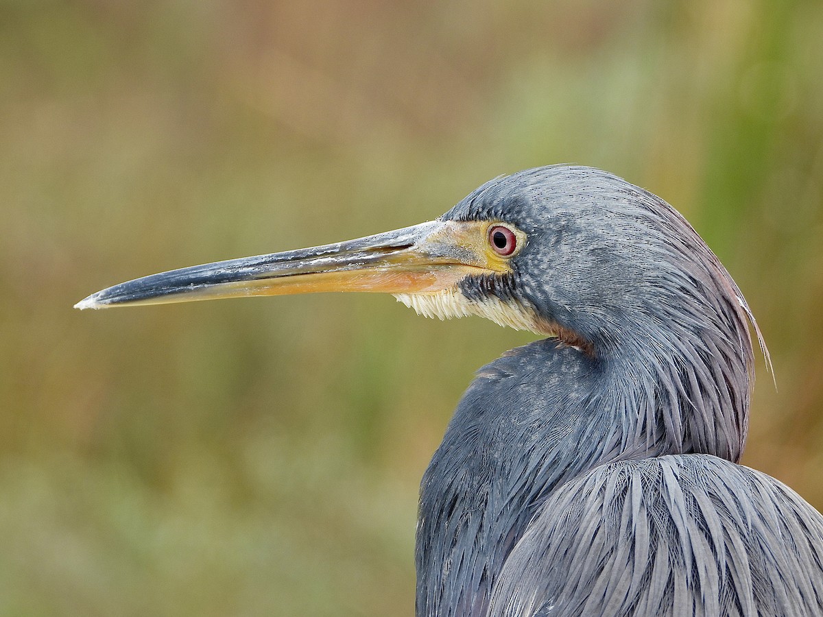 Tricolored Heron - ML646473949