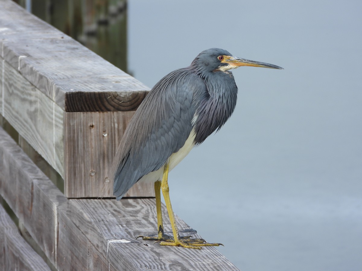 Tricolored Heron - ML646473950