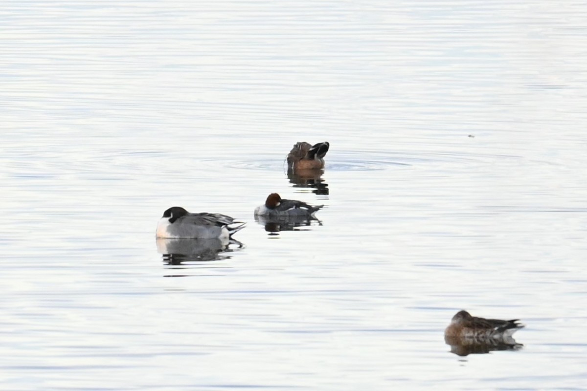 lappfiskand - ML646473951