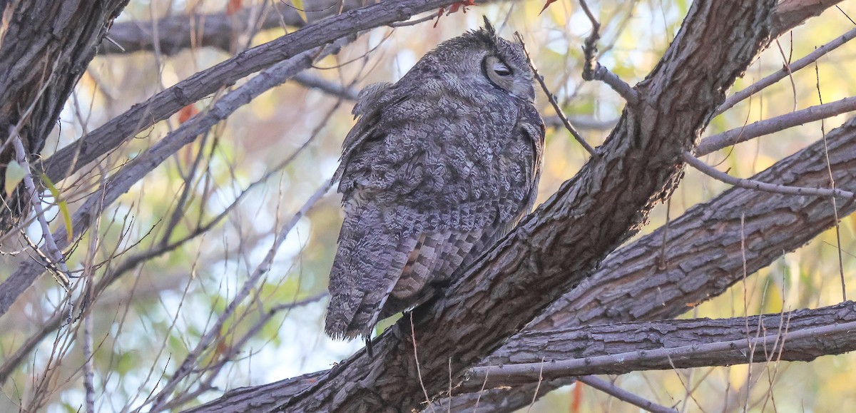 Búho Americano - ML646473952