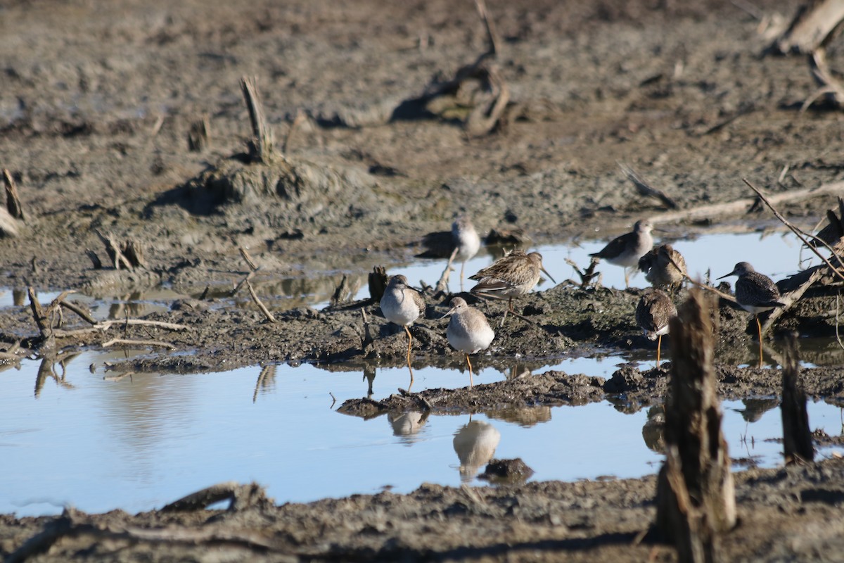 Lesser Yellowlegs - ML646473953