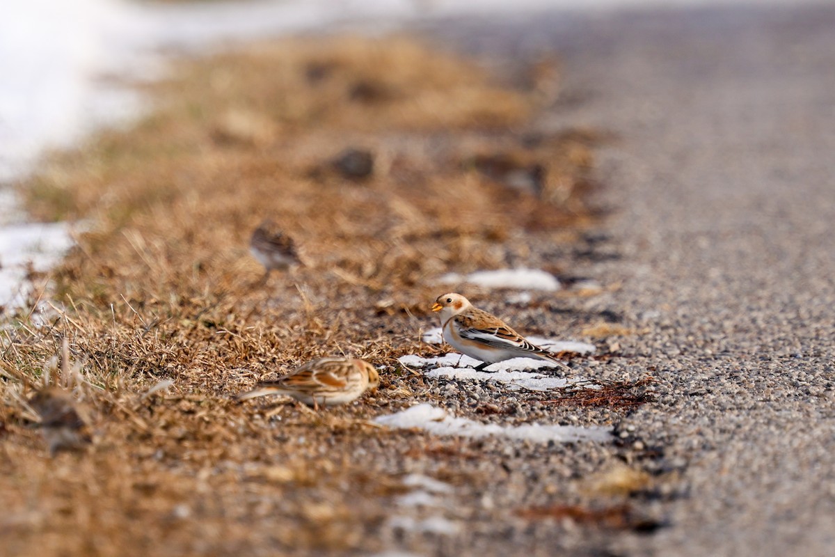 Snow Bunting - ML646473954