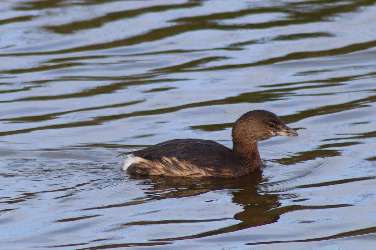 Pied-billed Grebe - ML646473956