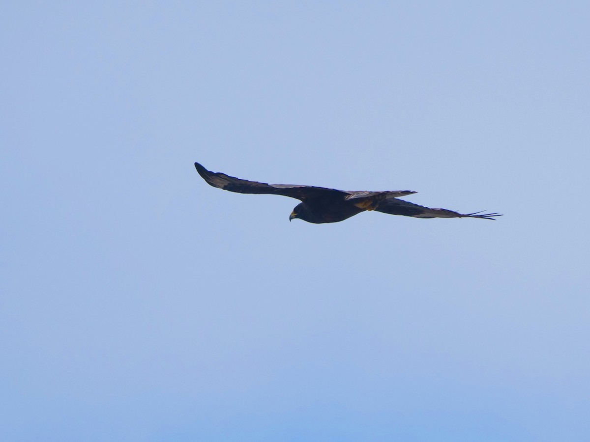 káně galapážská - ML646473958