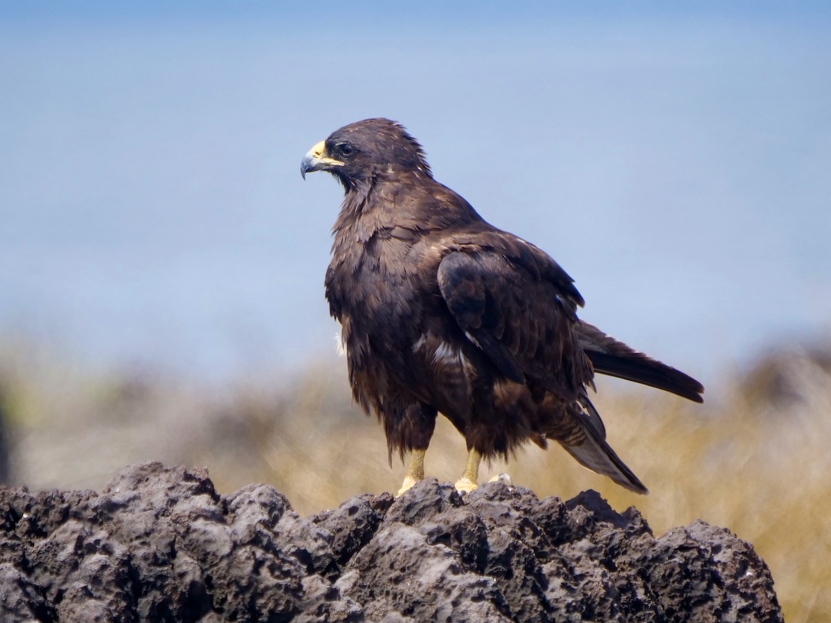 káně galapážská - ML646473959