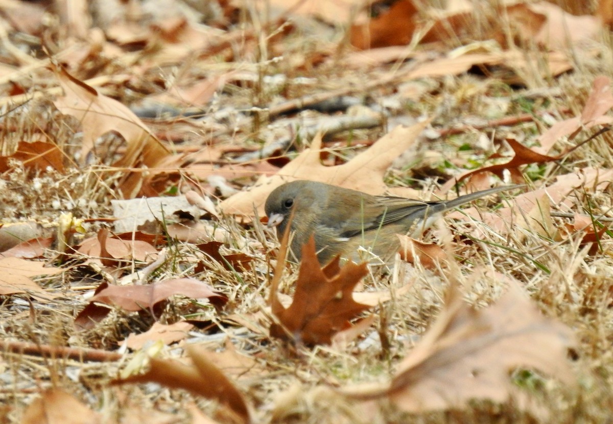 Dark-eyed Junco - ML646473960