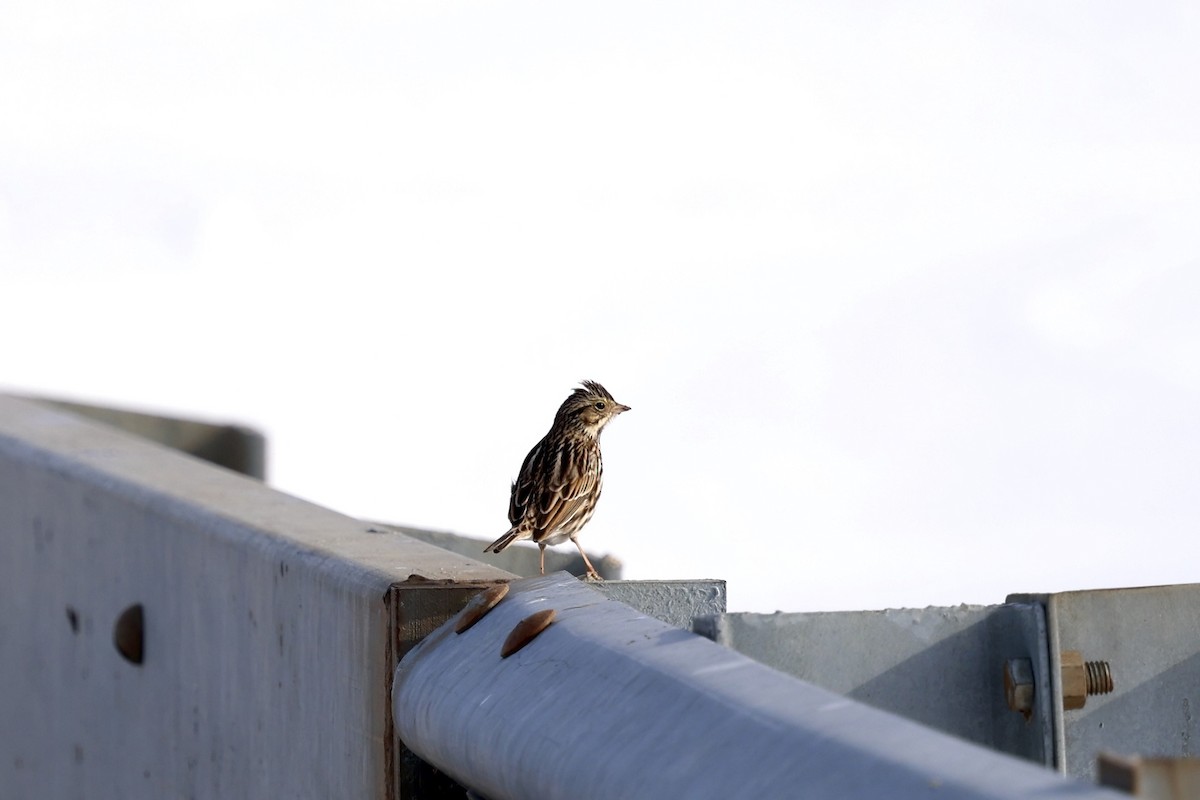 Chingolo Sabanero - ML646473962