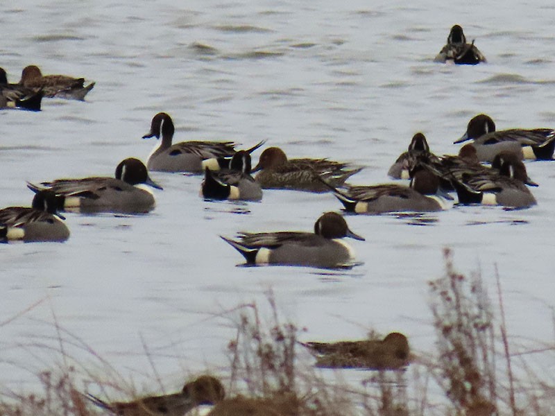 Codone - ML646473963