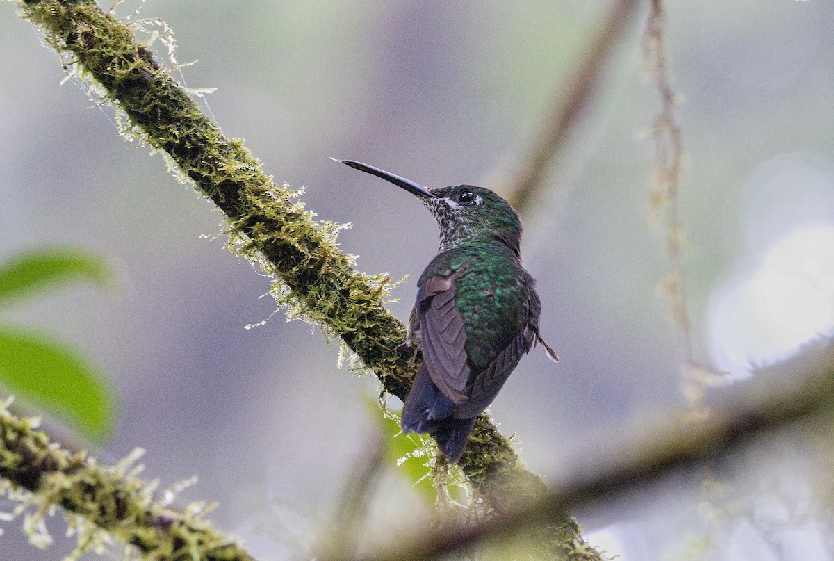 Green-crowned Brilliant - ML646473964