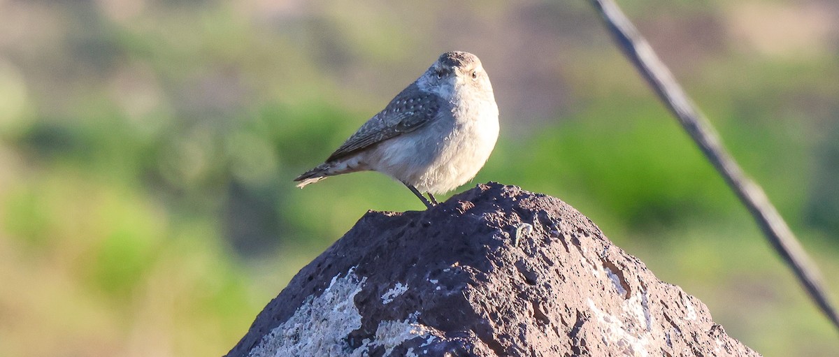 Cucarachero Roquero - ML646473965