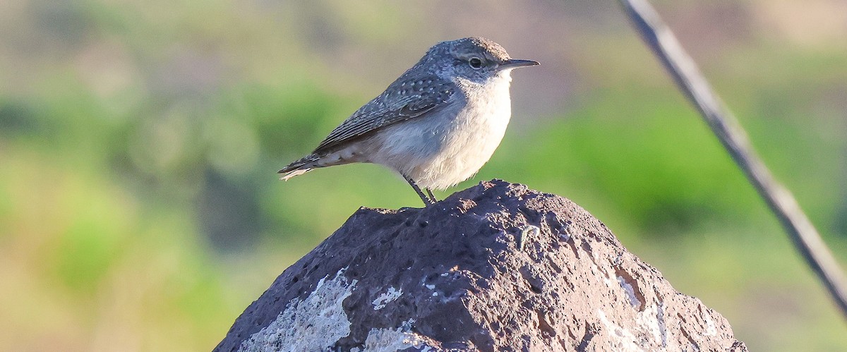Cucarachero Roquero - ML646473968
