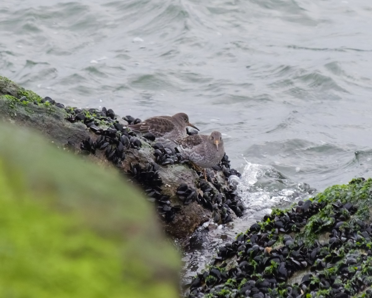 Purple Sandpiper - ML646473970