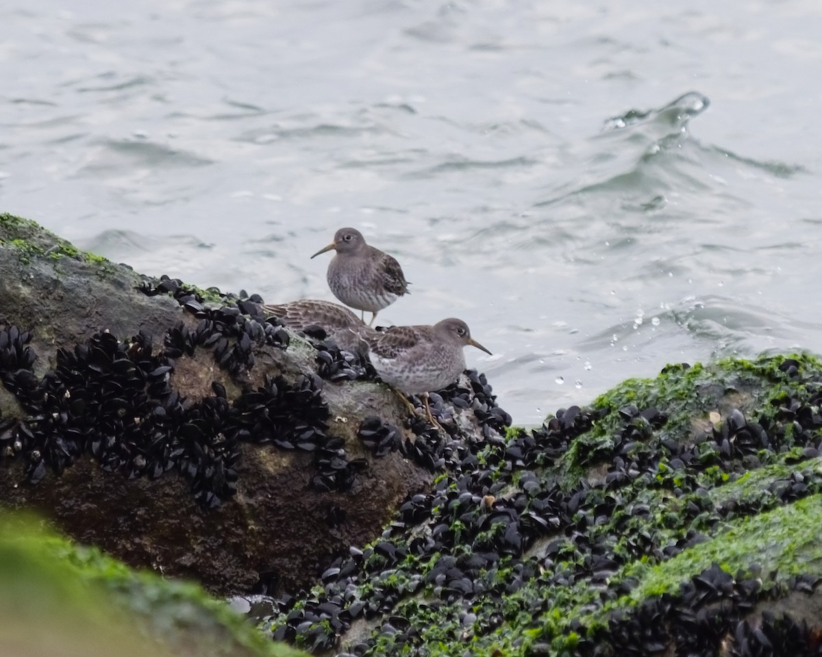 Purple Sandpiper - ML646473971