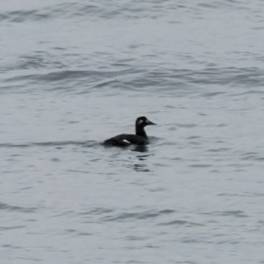 White-winged Scoter - ML646473975