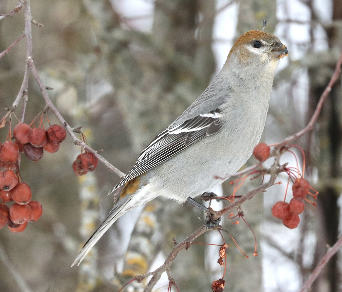ギンザンマシコ - ML646473976