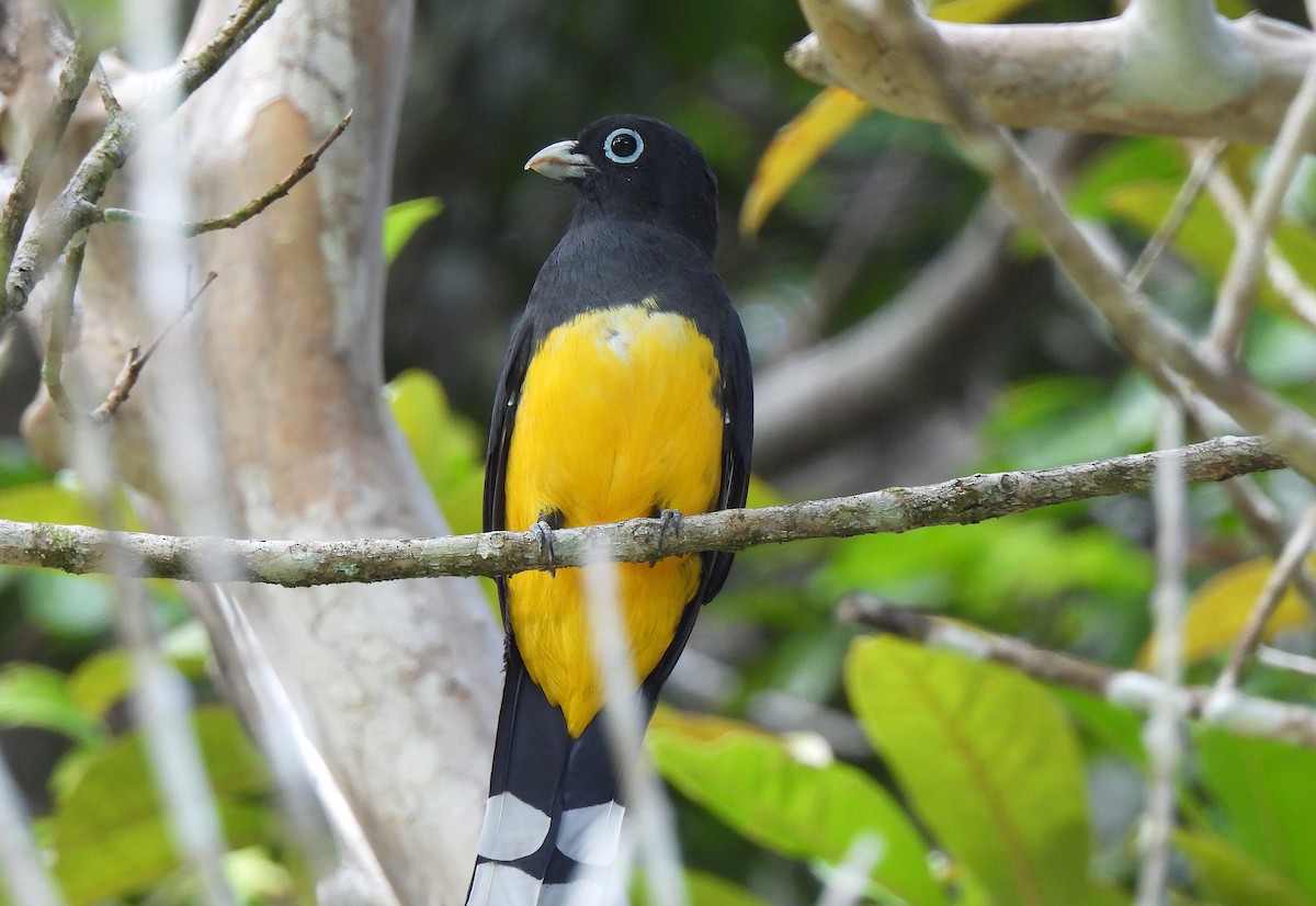 Black-headed Trogon - ML646473977