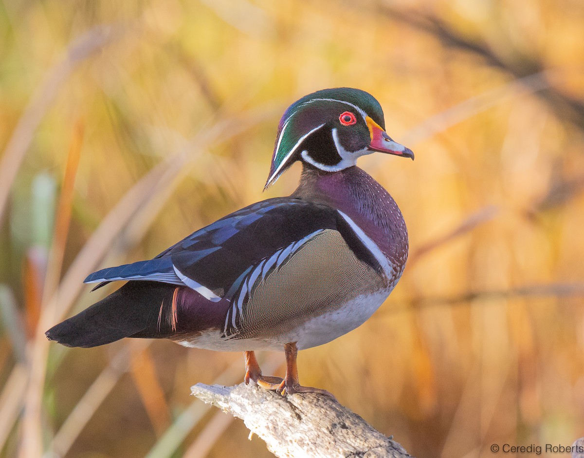 מנדרין אמריקני - ML646473978