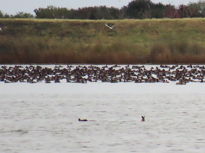 Redhead - ML646473979