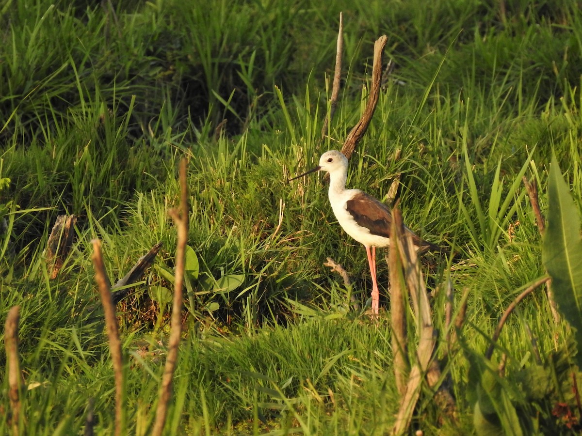 Black-winged Stilt - ML646473980