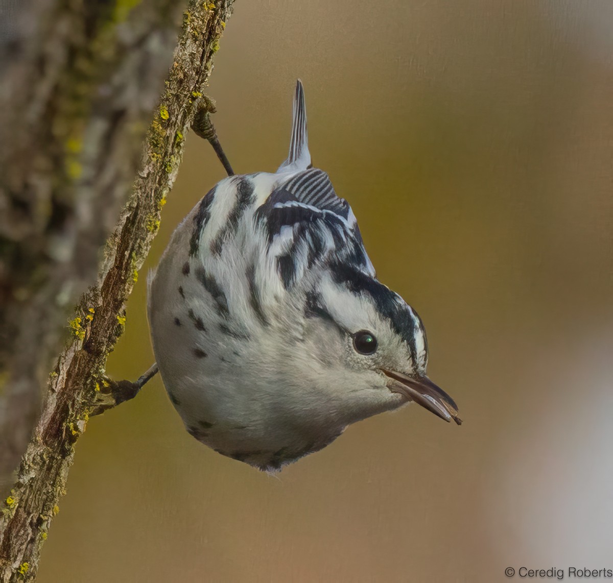 סבכון עקוד - ML646473985