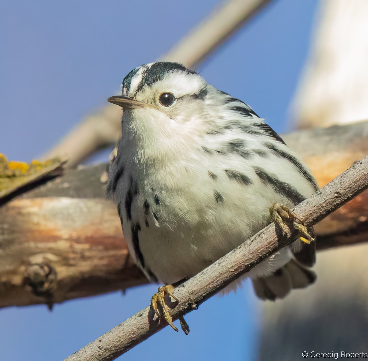 סבכון עקוד - ML646473986