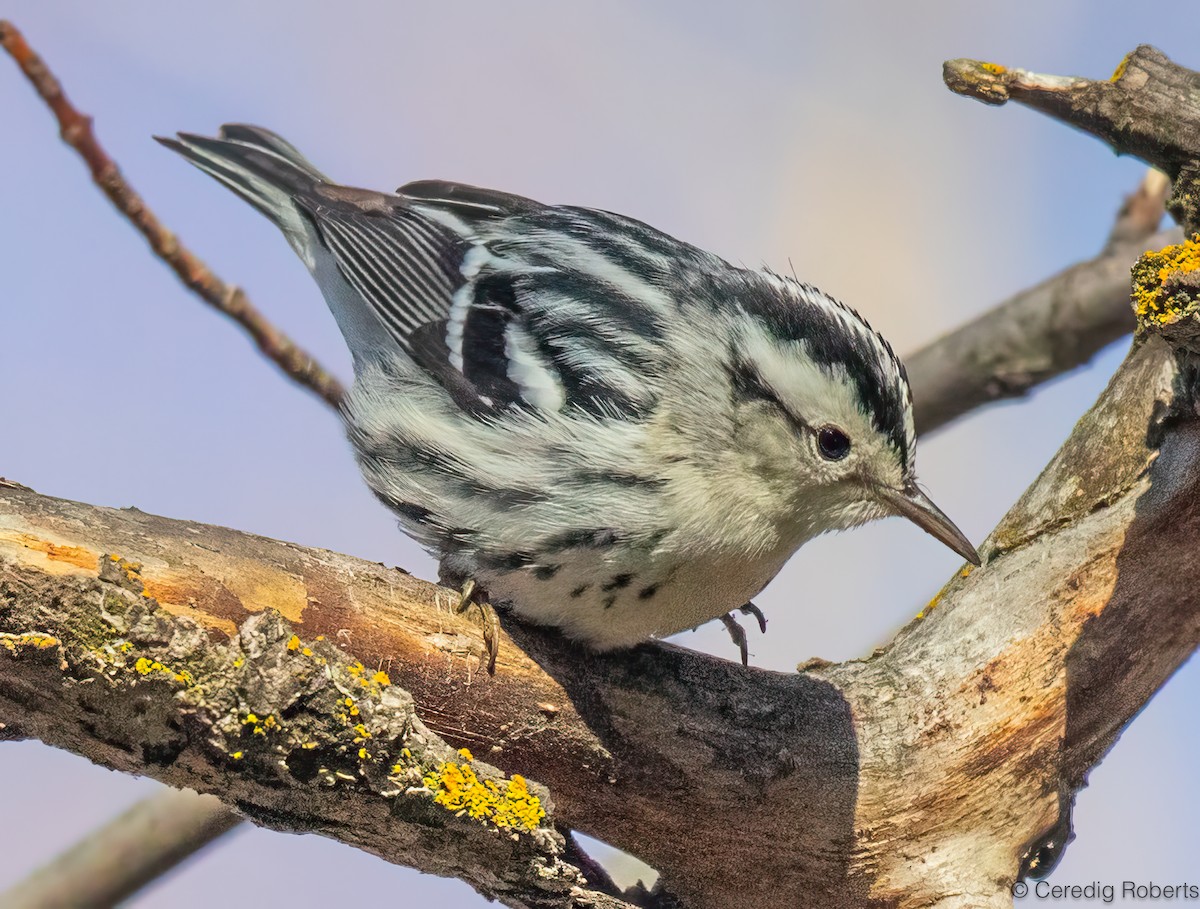 סבכון עקוד - ML646473987