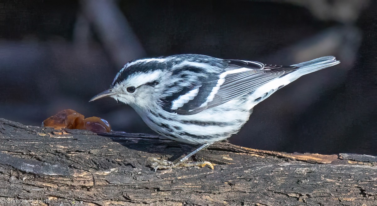 סבכון עקוד - ML646473988
