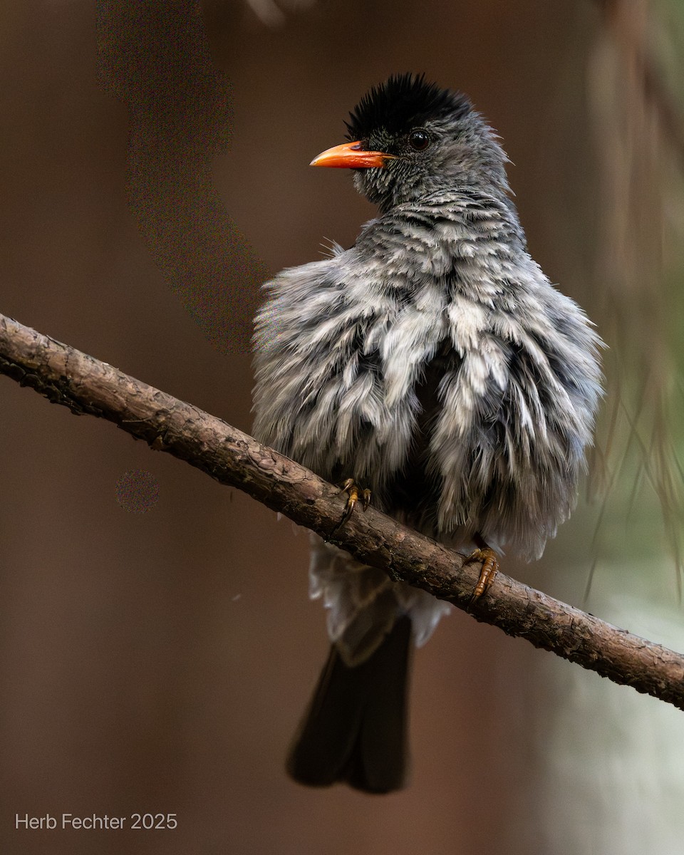 Malagasy Bulbul - ML646473990