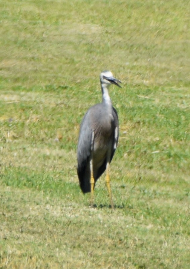 White-faced Heron - ML646473991