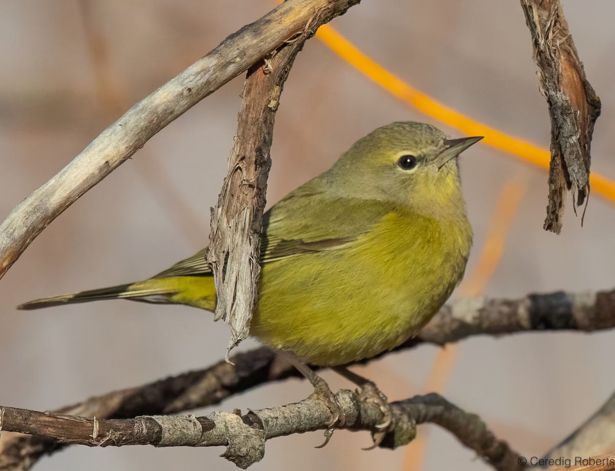 Orange-crowned Warbler - ML646473992