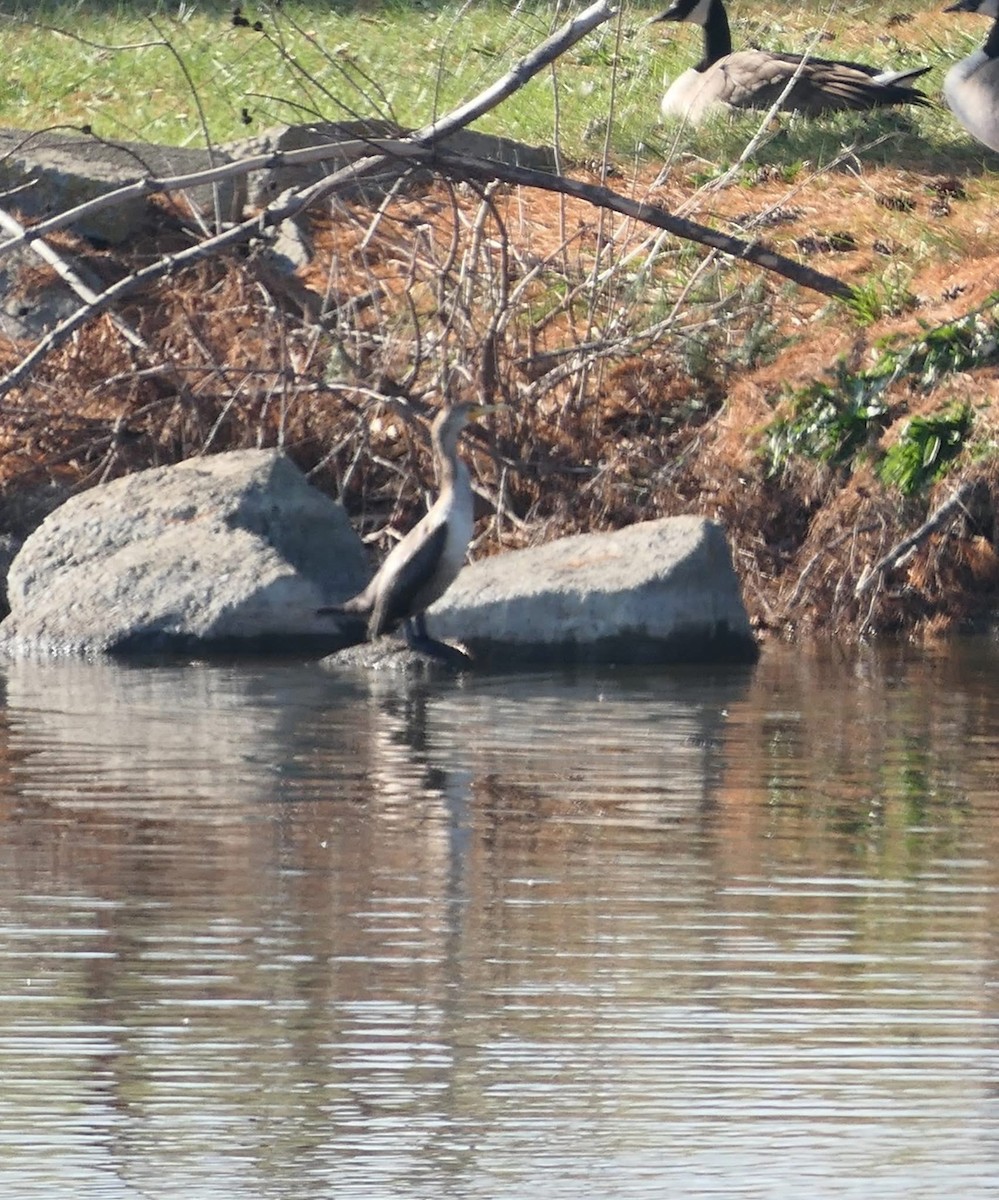 Double-crested Cormorant - ML646473993