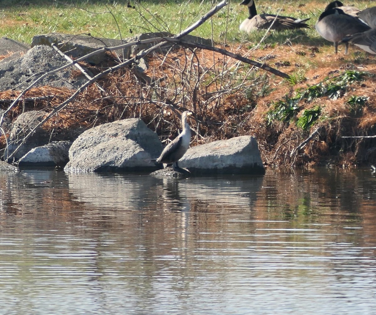 Double-crested Cormorant - ML646473994