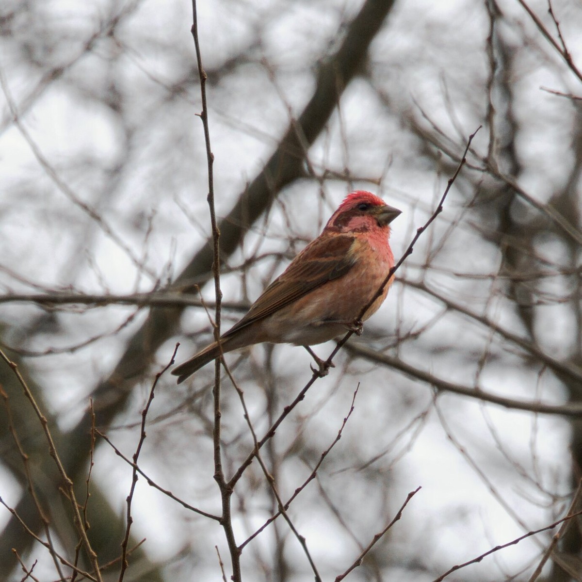 purpurfink - ML646473995