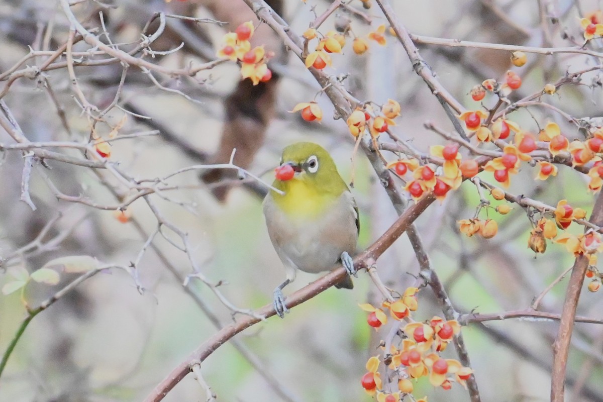 hagebrillefugl - ML646473996