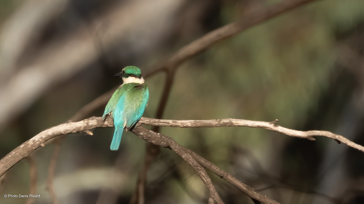 ledňáček posvátný - ML646474000