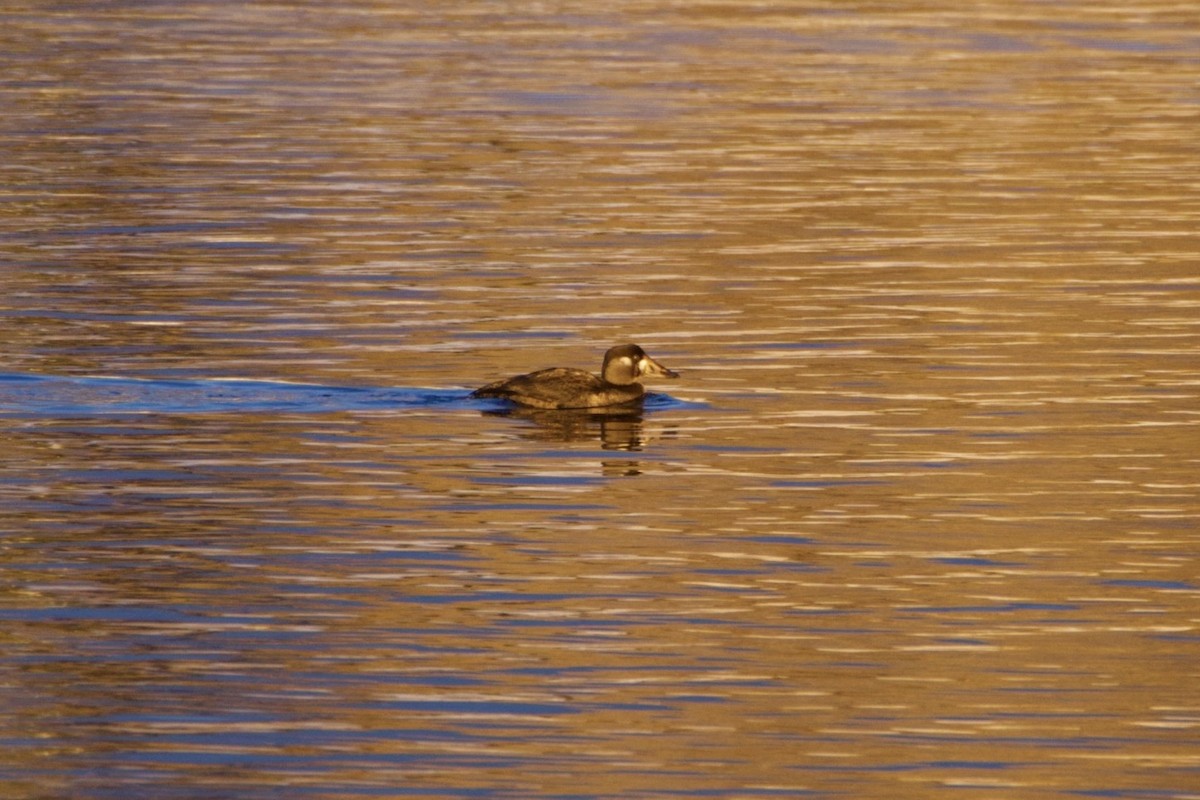Surf Scoter - ML646474001