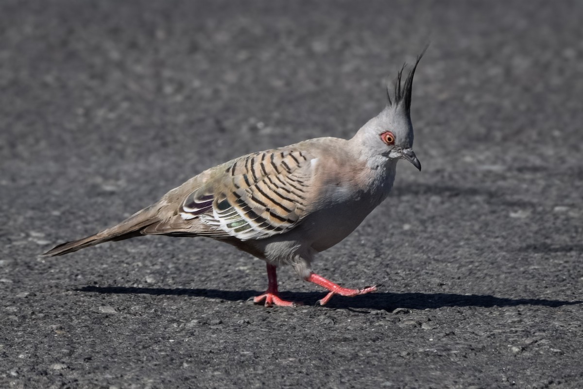 Crested Pigeon - ML646474003