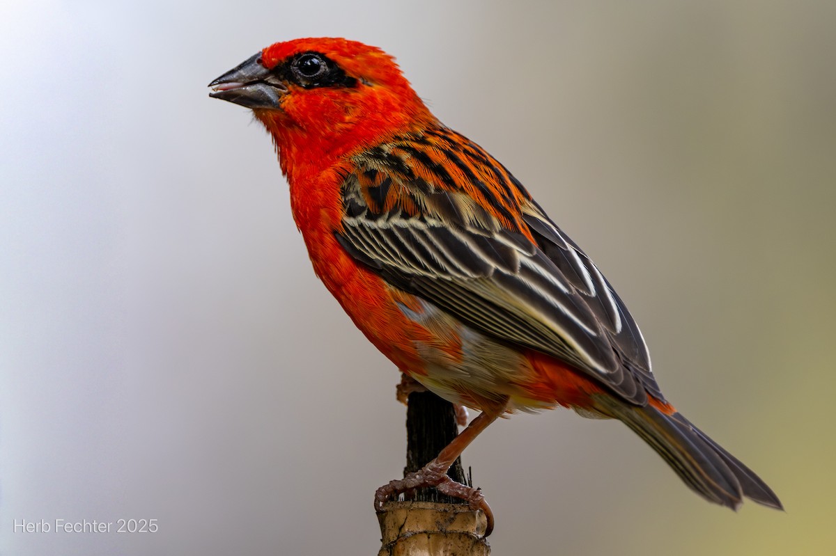 Red Fody - ML646474004