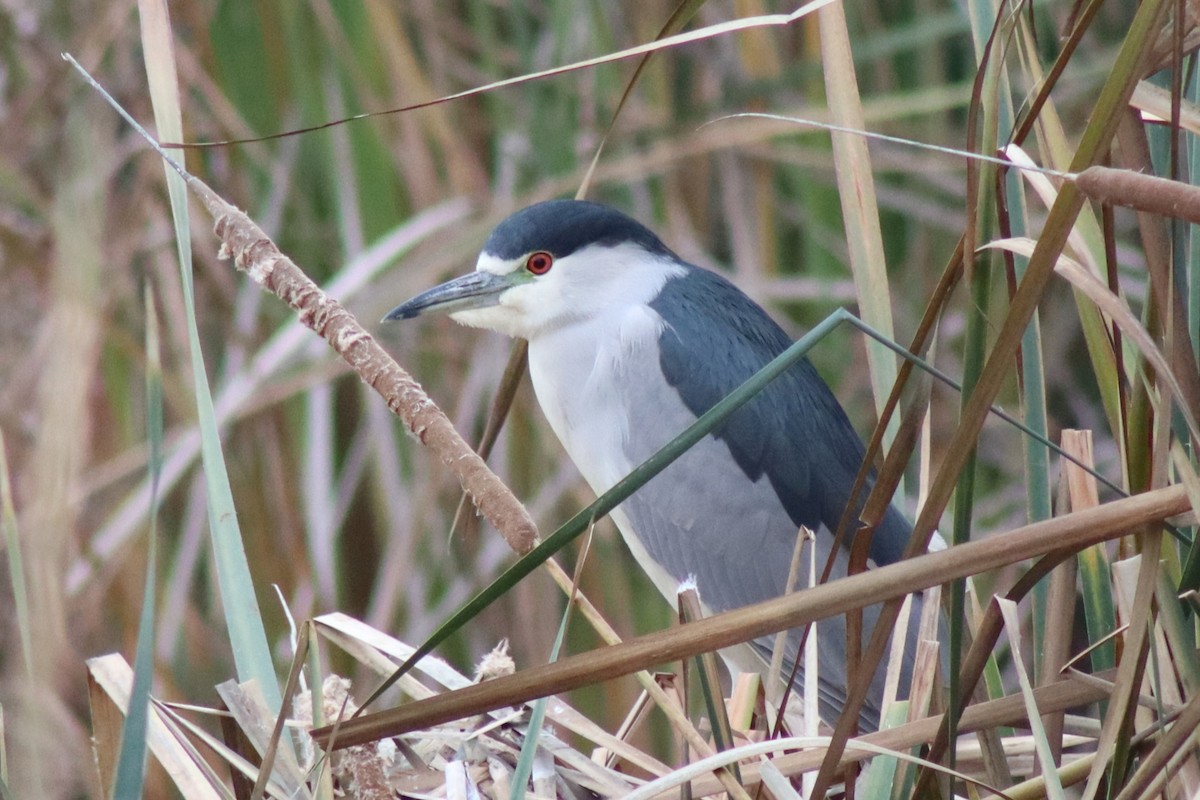 Black-crowned Night Heron - ML646474007