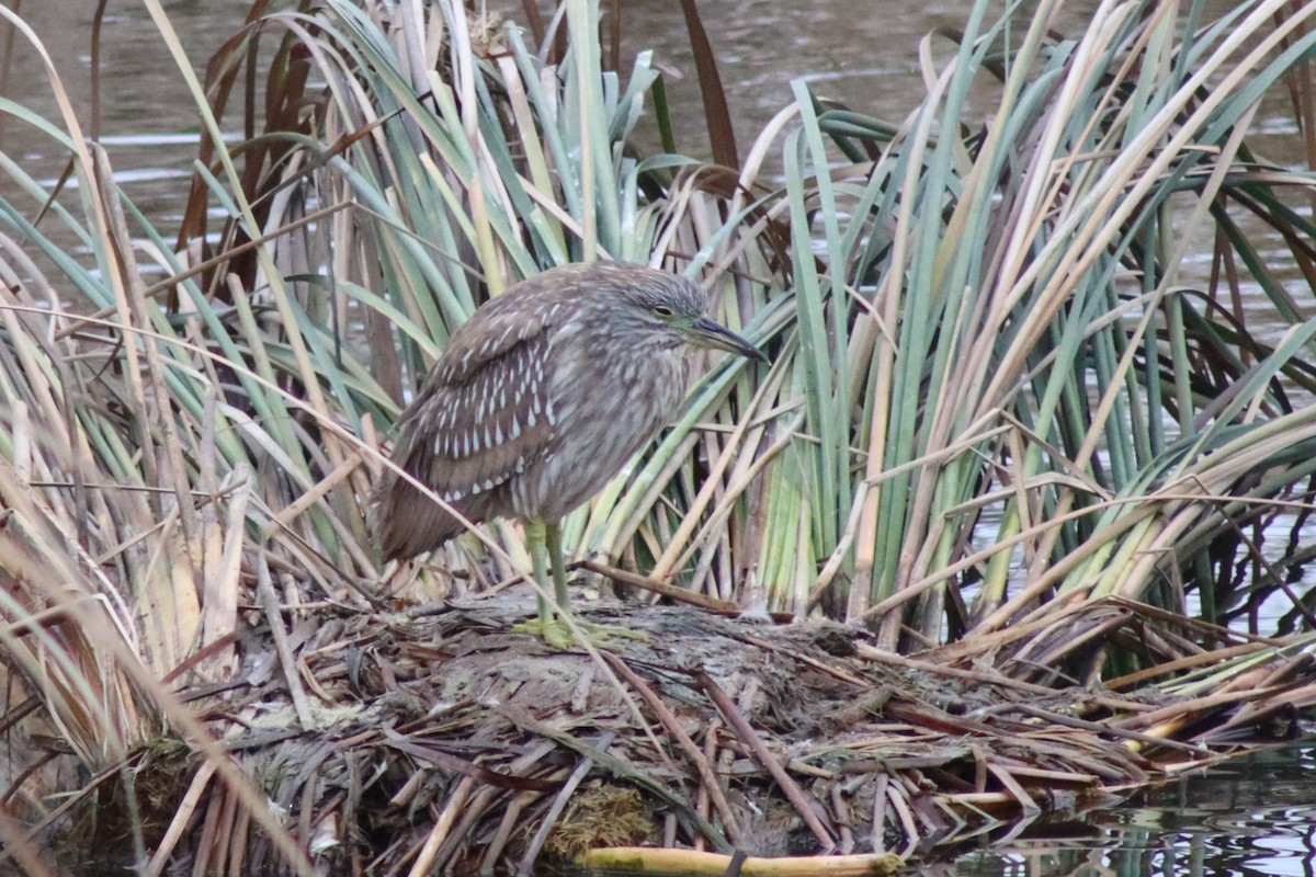 Black-crowned Night Heron - ML646474008